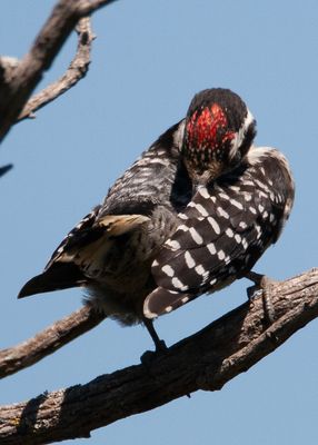 Ladderback Woodpecker-3.tif