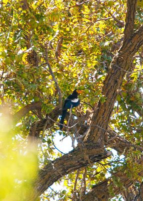 Yellow-billed Magpie-2.tif