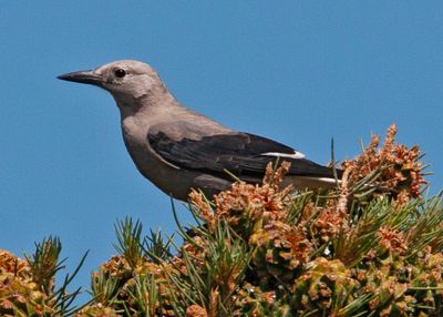 Clark's Nutcracker_Calif.tif