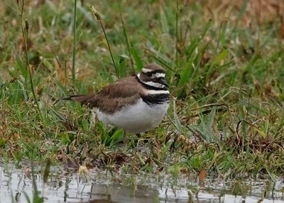 Killdeer56[1].jpg