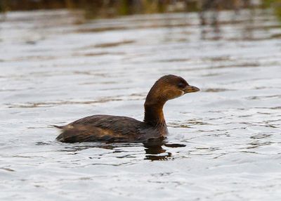 Pied-billed Grebe-105[1].jpg