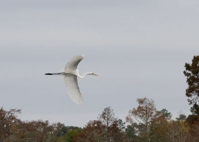 Great Egret-226[1].jpg