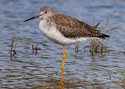 Greater Yellowlegs5057[1].jpg