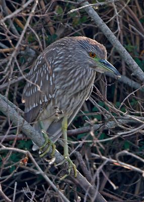 Black_crowned Night Heron 5203.jpg