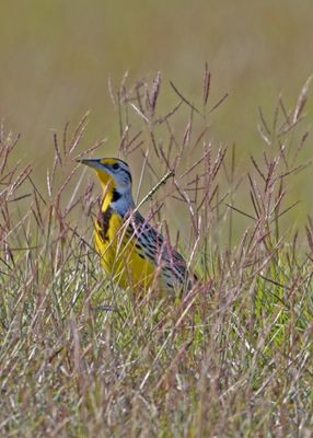E. Meadowlark5345.jpf
