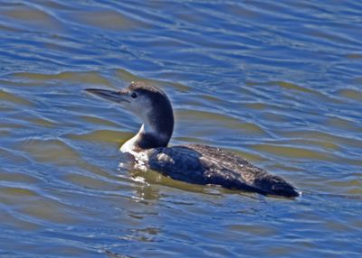 Common Loon5420.jpg