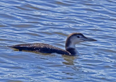 Loon5431.jpg