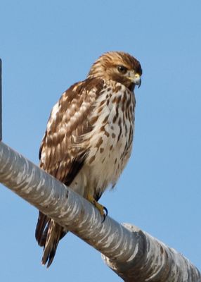 Red-shouldered Hawk5796.jpg