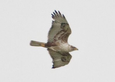 Ferruginous Hawk Manitoba 08080604.jpg