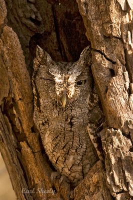 Eastern Screech Owl-3.jpg