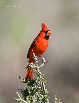 Cardinal-SoTex.jpg