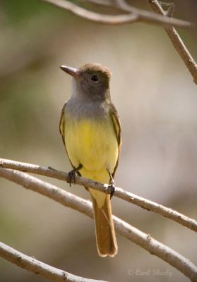 Great-crested Flycatcher-6.jpg