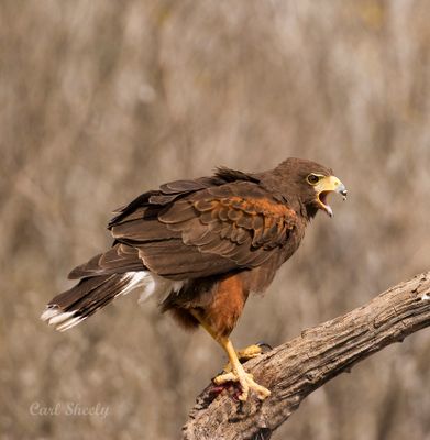 Harris' Hawk-5.jpg