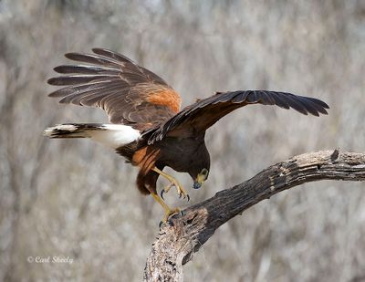Harris' Hawk-6546SoTex.jpg