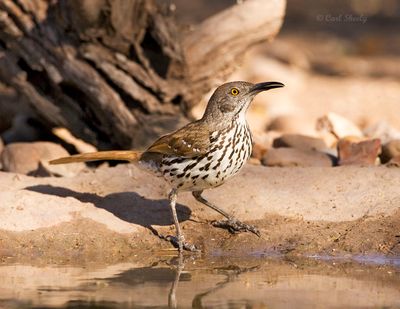 Long-billed Thrasher 5474.jpg