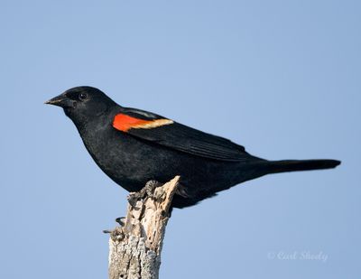 Red-wing Blackbird-8.jpg