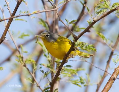 Nashville Warbler