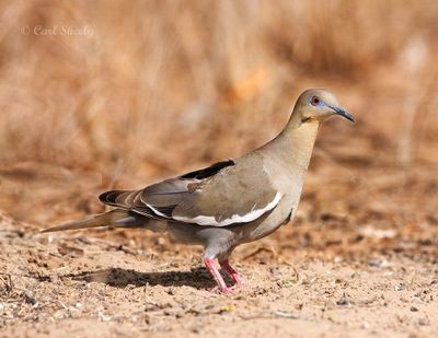 White-winged Dove-4.jpg