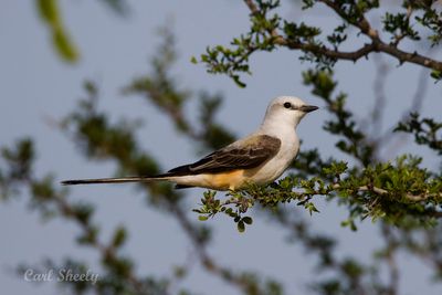 Scissortail Flycatcher-5.jpg