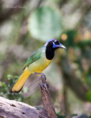 Green Jay