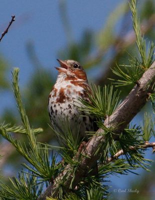 Fox Sparrows