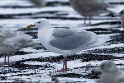 Glaucous Gull