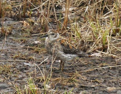 Rock Sandpiper.jpg