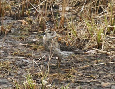 Rock Sandpiper