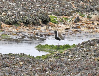 Pacific-golden Plover