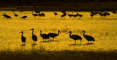Sandhill Cranes-26.jpg