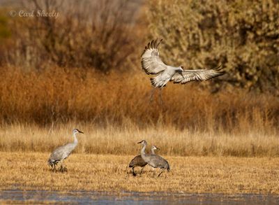 Sandhill Crane