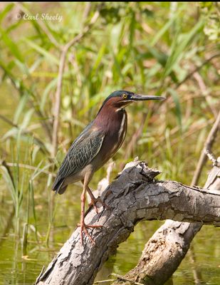 Green Heron-4 SoTex.jpg