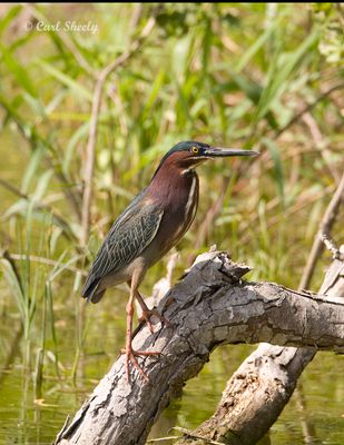 Green Heron