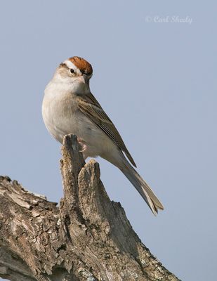 Chipping Sparrows