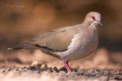 White-tipped Dove-4.jpg