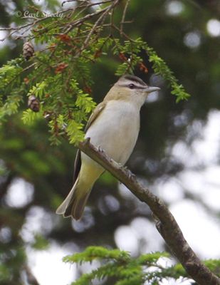 Red_eyed Vireo
