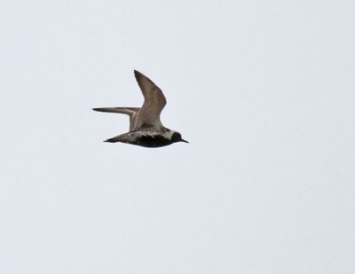 Pacific-golden Plover
