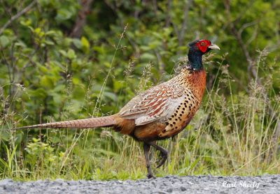 Ring-necked Pheasant.jpg