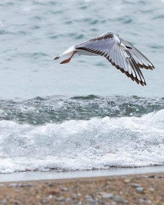 Bonaparte's Gull