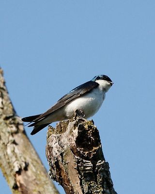 Tree Swallow 6026.tif