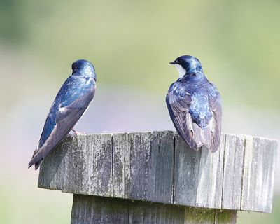 Tree Swallows 945.tif