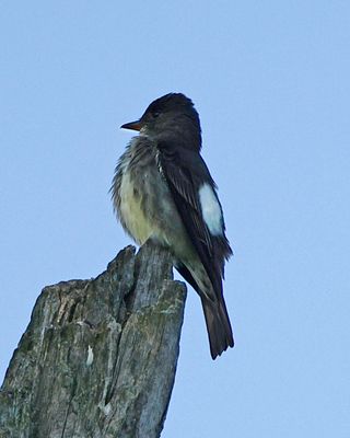 Olive=sided Flycatcher 6011.tif