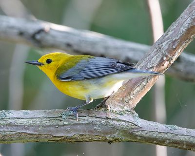 Prothonotary Warbler 6270.tif