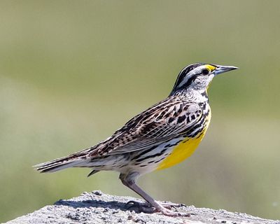 Eastern Meadowlark