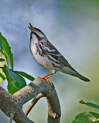 Blackpoll W.6022.tif