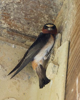 Cliff Swallow 6110.tif