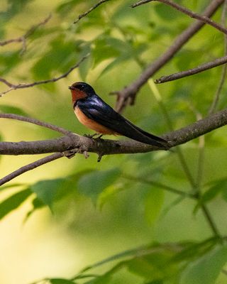 Barn Swallow 566.tif
