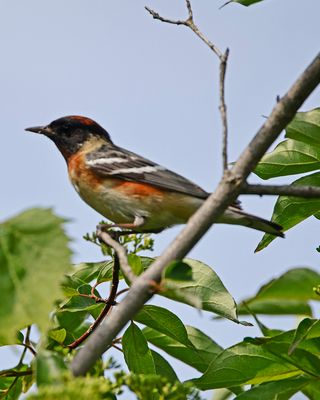 Bay-breasted Warbler