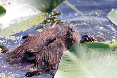 Beaver 615.tif