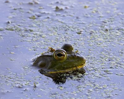 Bullfrog.tif